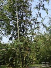 Dendrocalamus giganteus