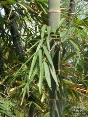Dendrocalamus giganteus
