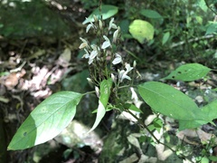Isoglossa delicatula
