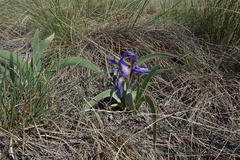Iris glaucescens