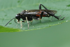 Macrophya militaris