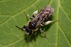 Andrena proxima