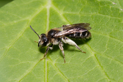 Andrena proxima
