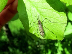 Nephrotoma pratensis