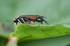 Macrophya militaris