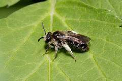 Andrena proxima