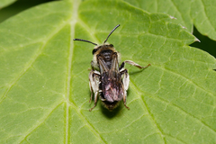 Andrena proxima