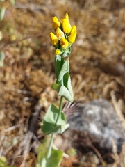 Blackstonia acuminata