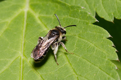 Andrena proxima