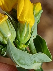 Blackstonia acuminata