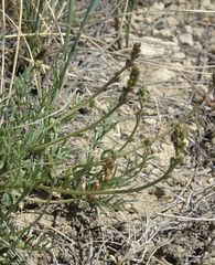 Astragalus tenuifolius