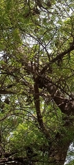 Eidolon helvum