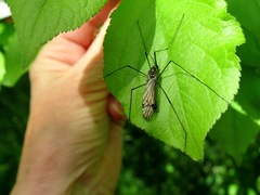 Nephrotoma pratensis