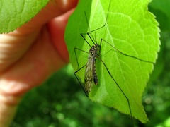 Nephrotoma pratensis