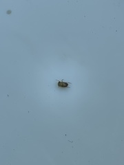 Neoplea striola