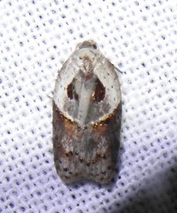 Acleris maculidorsana