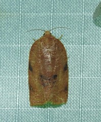 Choristoneura obsoletana