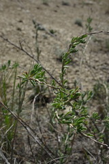 Atraphaxis frutescens