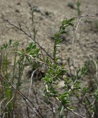 Atraphaxis frutescens
