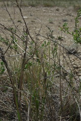 Atraphaxis frutescens