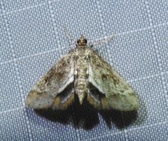 Parapoynx obscuralis