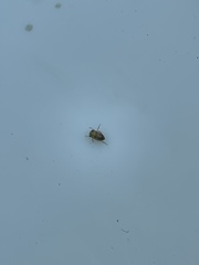 Neoplea striola