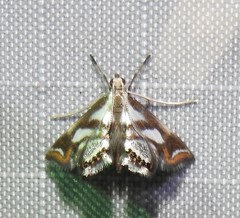 Chrysendeton imitabilis
