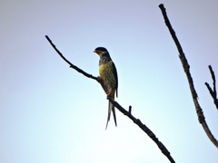 Phibalura flavirostris