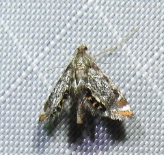 Chrysendeton nigrescens