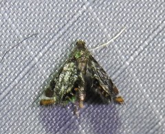 Chrysendeton nigrescens