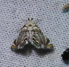 Eoparargyractis irroratalis