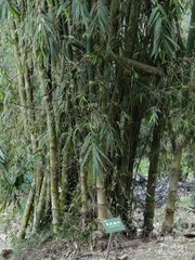 Dendrocalamus asper