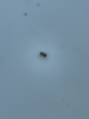Neoplea striola