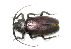 Rhaesus serricollis