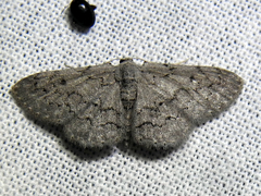 Idaea violacearia
