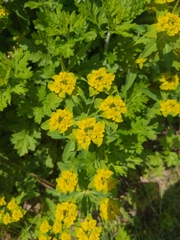 Euphorbia epithymoides