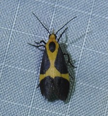 Cisthene kentuckiensis