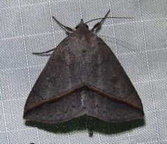 Argyrostrotis flavistriaria