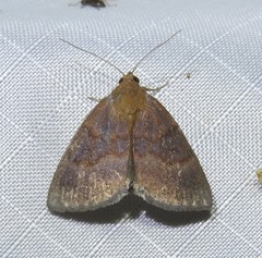 Argyrostrotis deleta