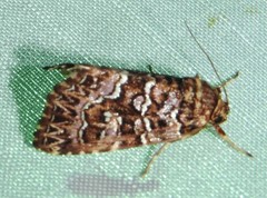 Callopistria granitosa