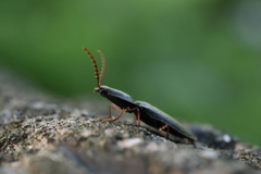 Elateridae
