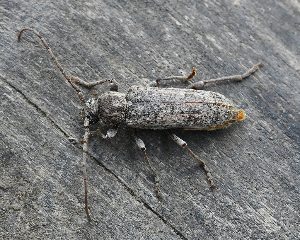 Trichoferus griseus