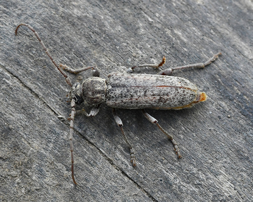 Trichoferus griseus