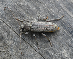 Trichoferus griseus