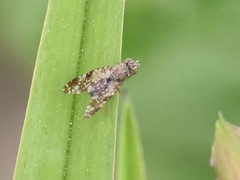 Tephritis vespertina