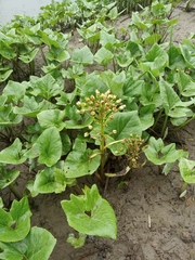Petasites spurius