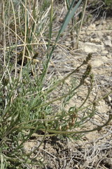 Astragalus tenuifolius