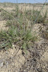 Astragalus tenuifolius