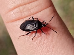 Deraeocoris trifasciatus