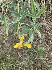 Thermopsis divaricarpa